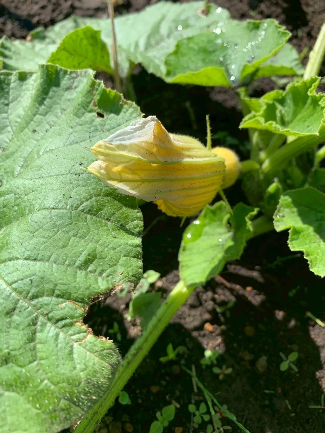 Rinko Farm Journal | 6/29 Gathering at the Field! Weeding, Planting, and Sowing