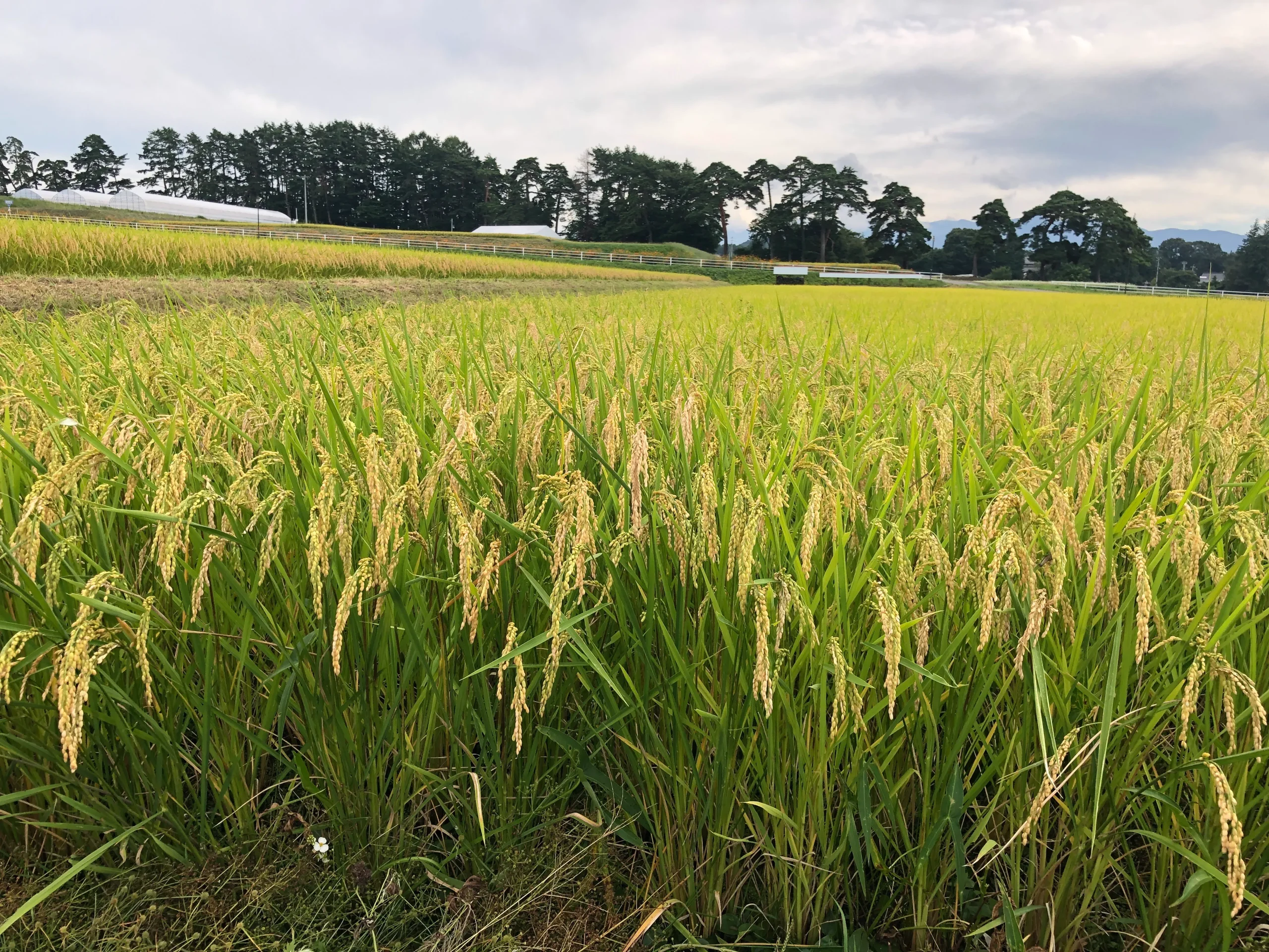 Rinko Farm Journal | 7/8 Kakizawa-Style Field Farming